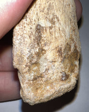 Load image into Gallery viewer, GEM Super Rare Spinosaur Fossil Dinosaur Claw 3.32 Inches with Display Stand and Case
