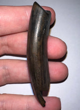 Load image into Gallery viewer, Huge GEM Ice Age Fossil Ground Sloth Megalonyx Tooth 2.56 Inches
