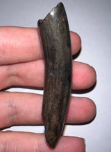 Load image into Gallery viewer, Huge GEM Ice Age Fossil Ground Sloth Megalonyx Tooth 2.56 Inches
