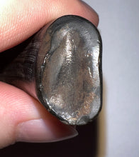 Load image into Gallery viewer, Huge GEM Ice Age Fossil Ground Sloth Megalonyx Tooth 2.56 Inches
