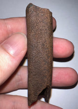 Load image into Gallery viewer, GEM Rare Large Ice Age Fossil Ground Sloth Paramylodon Tooth 2.9 Inches
