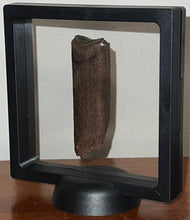 Load image into Gallery viewer, GEM Rare Large Ice Age Fossil Ground Sloth Paramylodon Tooth 2.9 Inches
