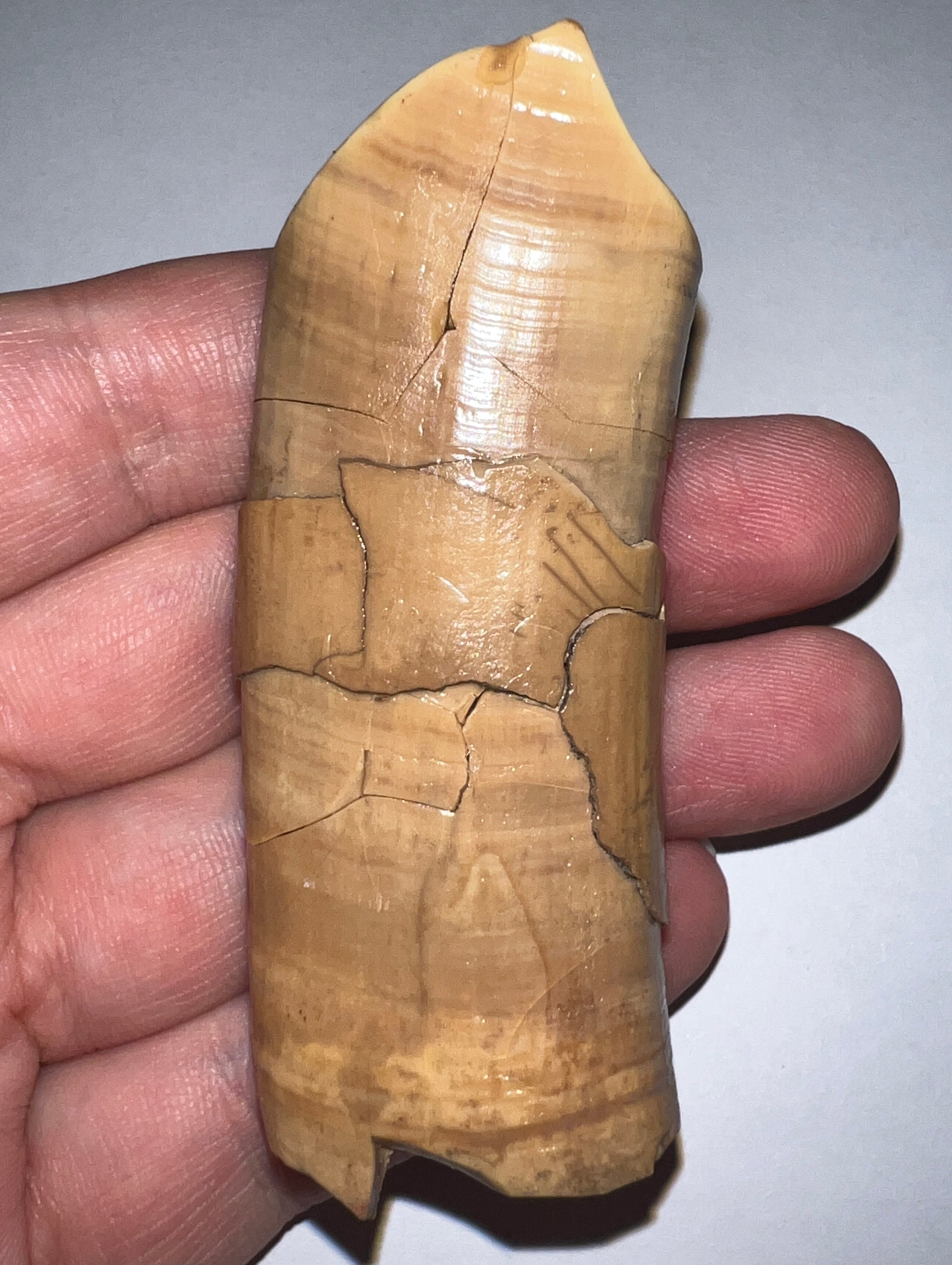 Rare GEM Large Ice Age Fossil Ground Sloth Paramylodon Canine Tooth 3.02 Inches