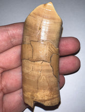 Load image into Gallery viewer, Rare GEM Large Ice Age Fossil Ground Sloth Paramylodon Canine Tooth 3.02 Inches
