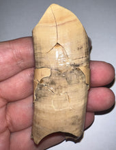 Load image into Gallery viewer, Rare GEM Large Ice Age Fossil Ground Sloth Paramylodon Canine Tooth 3.02 Inches
