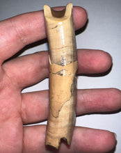 Load image into Gallery viewer, Rare GEM Large Ice Age Fossil Ground Sloth Paramylodon Canine Tooth 3.02 Inches
