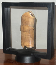 Load image into Gallery viewer, Rare GEM Large Ice Age Fossil Ground Sloth Paramylodon Canine Tooth 3.02 Inches
