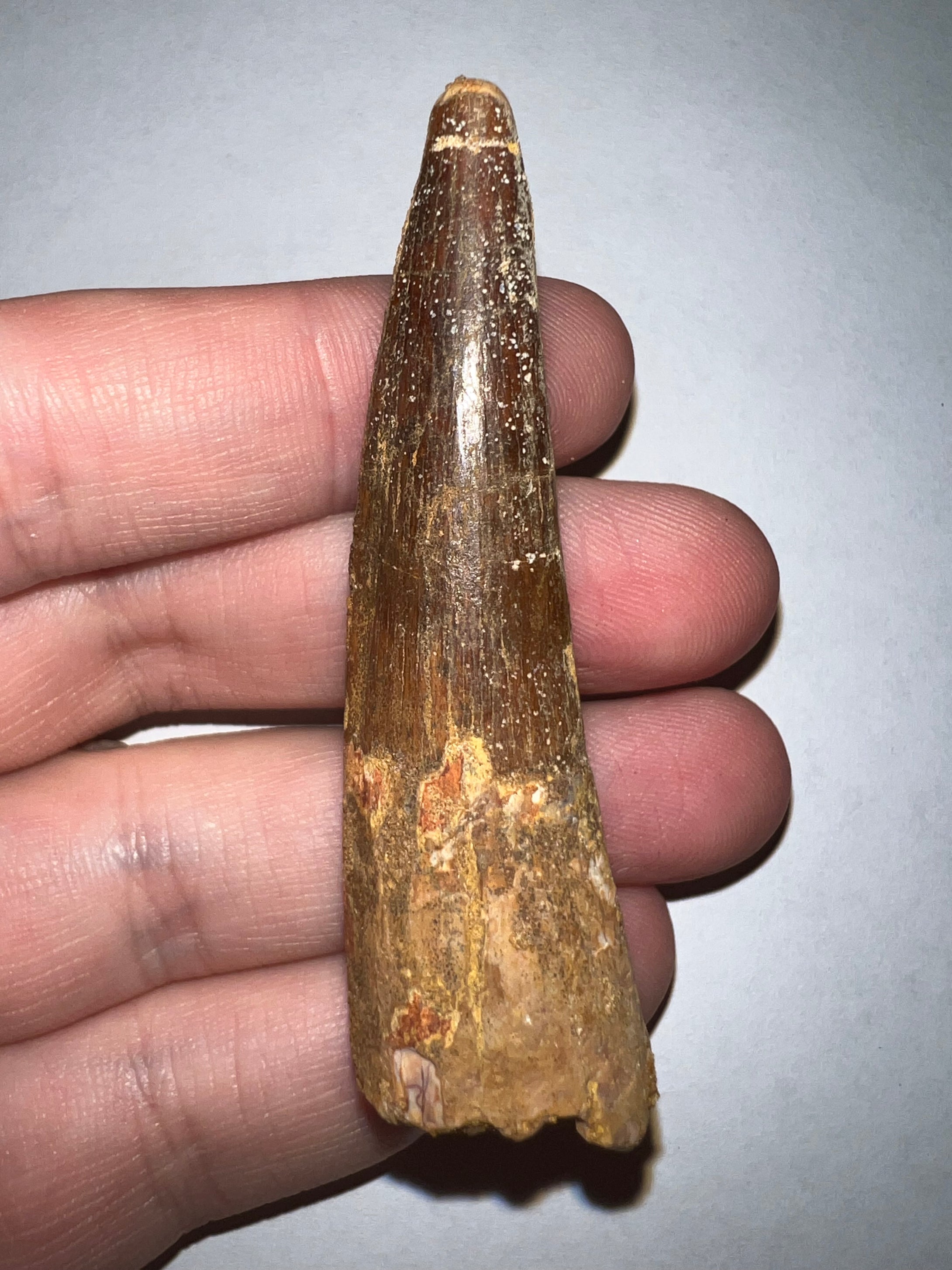 Large Spinosaur Fossil Dinosaur Tooth 2.61 Inches with Display Stand and Case