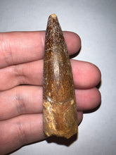 Load image into Gallery viewer, Large Spinosaur Fossil Dinosaur Tooth 2.61 Inches with Display Stand and Case
