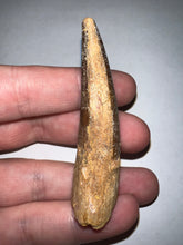 Load image into Gallery viewer, Large Spinosaur Fossil Dinosaur Tooth 2.61 Inches with Display Stand and Case
