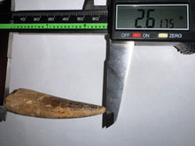 Load image into Gallery viewer, Large Spinosaur Fossil Dinosaur Tooth 2.61 Inches with Display Stand and Case
