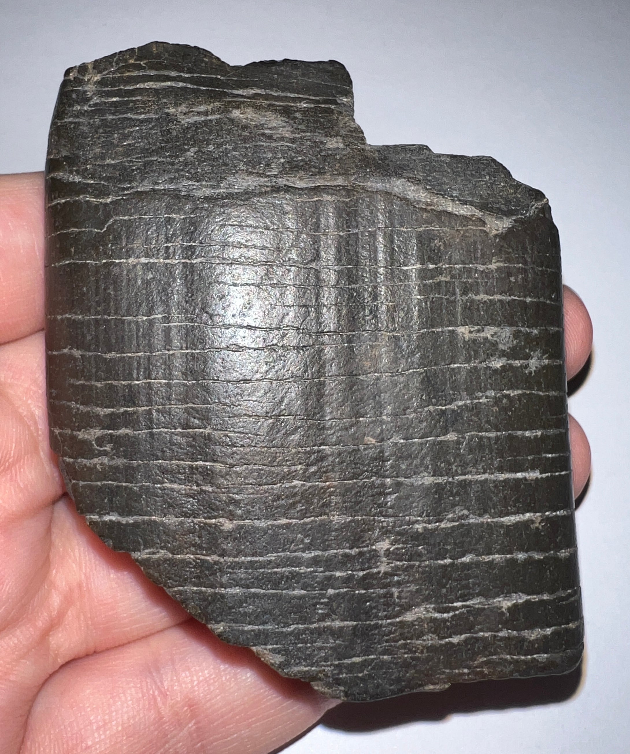 Rare Ice Age Fossil Giant Ground Sloth Eremotherium Huge Partial Tooth 2.8 Inches