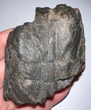 Load image into Gallery viewer, Rare Ice Age Fossil Giant Ground Sloth Eremotherium Huge Partial Tooth 2.8 Inches
