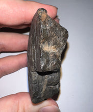 Load image into Gallery viewer, Rare Ice Age Fossil Giant Ground Sloth Eremotherium Huge Partial Tooth 2.8 Inches
