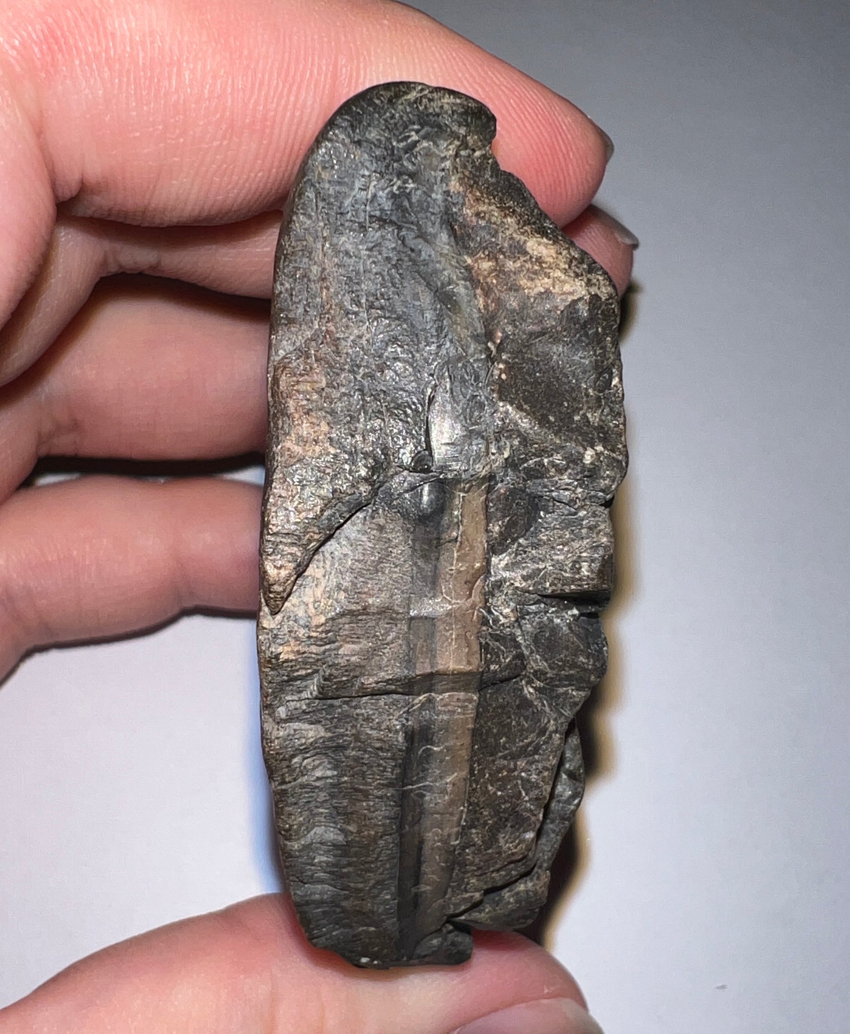 Slothzilla Authentic Giant Ground Sloth Eremotherium Partial Tooth for sale 2.8 ...