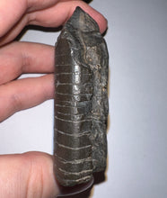 Load image into Gallery viewer, Rare Ice Age Fossil Giant Ground Sloth Eremotherium Huge Partial Tooth 2.8 Inches
