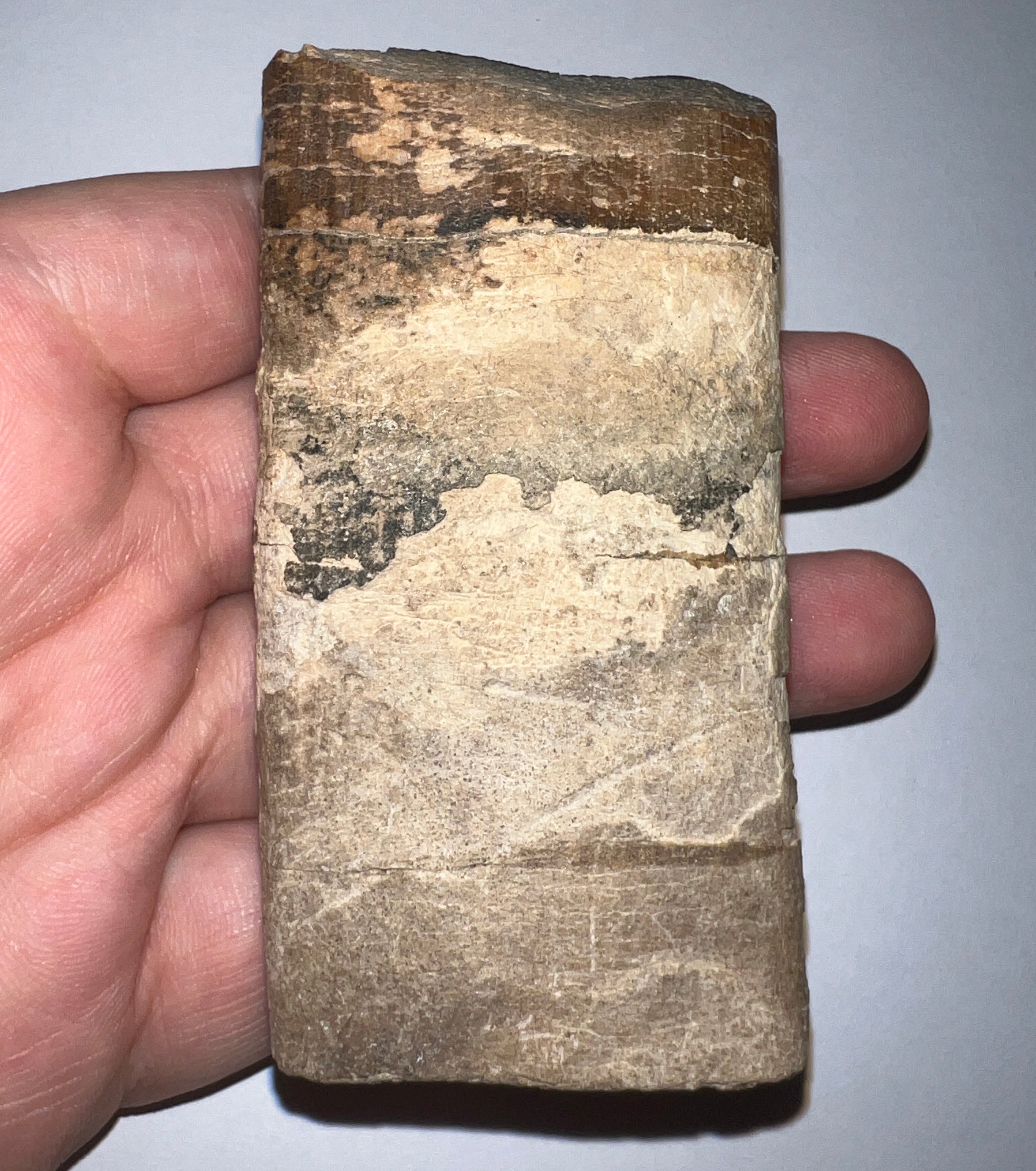 Rare Ice Age Fossil Giant Ground Sloth Eremotherium Huge Partial Tooth 3.33 Inches