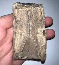 Load image into Gallery viewer, Rare Ice Age Fossil Giant Ground Sloth Eremotherium Huge Partial Tooth 3.33 Inches
