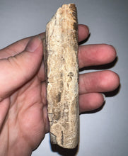 Load image into Gallery viewer, Rare Ice Age Fossil Giant Ground Sloth Eremotherium Huge Partial Tooth 3.33 Inches
