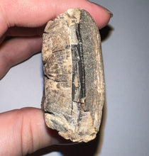 Load image into Gallery viewer, Rare Ice Age Fossil Giant Ground Sloth Eremotherium Huge Partial Tooth 3.33 Inches
