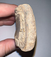 Load image into Gallery viewer, Rare Ice Age Fossil Giant Ground Sloth Eremotherium Huge Partial Tooth 3.33 Inches
