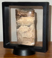 Load image into Gallery viewer, Rare Ice Age Fossil Giant Ground Sloth Eremotherium Huge Partial Tooth 3.33 Inches
