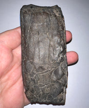 Load image into Gallery viewer, Rare ENORMOUS Ice Age Fossil Giant Ground Sloth Eremotherium Partial Tooth 4.42 Inches
