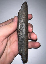 Load image into Gallery viewer, Rare ENORMOUS Ice Age Fossil Giant Ground Sloth Eremotherium Partial Tooth 4.42 Inches
