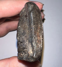 Load image into Gallery viewer, Rare ENORMOUS Ice Age Fossil Giant Ground Sloth Eremotherium Partial Tooth 4.42 Inches
