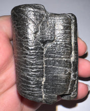 Load image into Gallery viewer, Rare Ice Age Fossil Giant Ground Sloth Eremotherium Tooth 2.2 Inches
