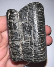 Load image into Gallery viewer, Rare Ice Age Fossil Giant Ground Sloth Eremotherium Tooth 2.2 Inches
