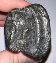 Load image into Gallery viewer, Rare Ice Age Fossil Giant Ground Sloth Eremotherium Tooth 2.2 Inches
