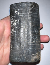 Load image into Gallery viewer, GEM Rare ENORMOUS Ice Age Fossil Giant Ground Sloth Eremotherium Tooth 4 Inches
