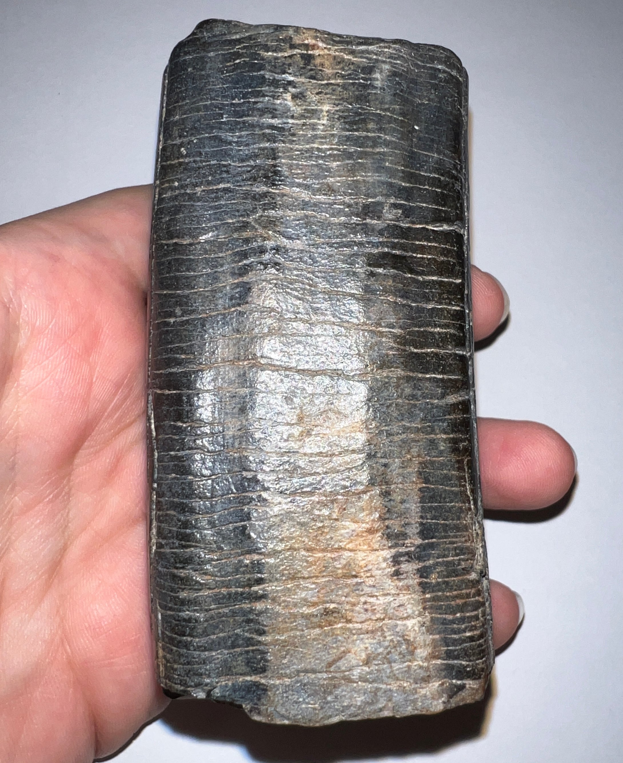 GEM Rare ENORMOUS Ice Age Fossil Giant Ground Sloth Eremotherium Tooth 4 Inches