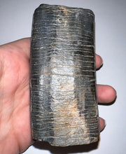 Load image into Gallery viewer, GEM Rare ENORMOUS Ice Age Fossil Giant Ground Sloth Eremotherium Tooth 4 Inches
