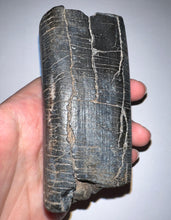 Load image into Gallery viewer, GEM Rare ENORMOUS Ice Age Fossil Giant Ground Sloth Eremotherium Tooth 4 Inches
