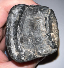 Load image into Gallery viewer, GEM Rare ENORMOUS Ice Age Fossil Giant Ground Sloth Eremotherium Tooth 4 Inches
