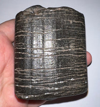 Load image into Gallery viewer, Rare Huge Ice Age Fossil Giant Ground Sloth Eremotherium Tooth 3.15 Inches
