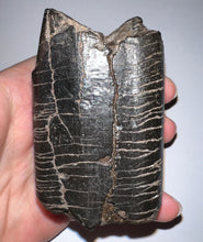 Load image into Gallery viewer, Rare Huge Ice Age Fossil Giant Ground Sloth Eremotherium Tooth 3.15 Inches
