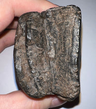 Load image into Gallery viewer, Rare Huge Ice Age Fossil Giant Ground Sloth Eremotherium Tooth 3.15 Inches
