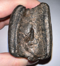 Load image into Gallery viewer, Rare Huge Ice Age Fossil Giant Ground Sloth Eremotherium Tooth 3.15 Inches
