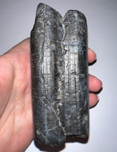 Load image into Gallery viewer, GEM Rare HUGE Ice Age Fossil Giant Ground Sloth Eremotherium Tooth 3.82 Inches
