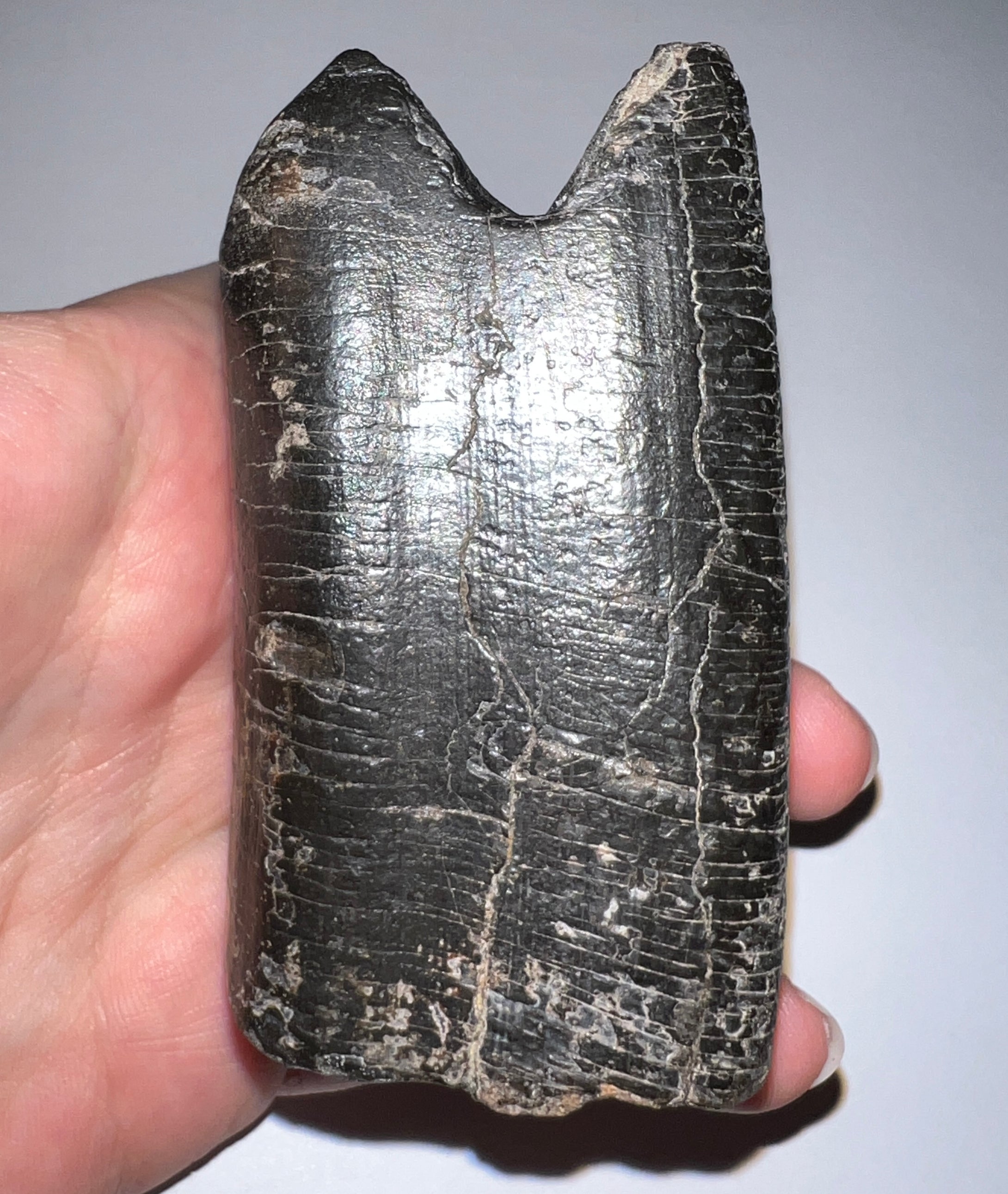 GEM Rare Huge Ice Age Fossil Giant Ground Sloth Eremotherium Tooth 3.26 Inches