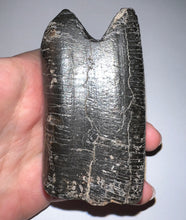 Load image into Gallery viewer, GEM Rare Huge Ice Age Fossil Giant Ground Sloth Eremotherium Tooth 3.26 Inches
