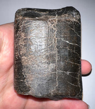 Load image into Gallery viewer, GEM Rare Huge Ice Age Fossil Giant Ground Sloth Eremotherium Tooth 3.26 Inches
