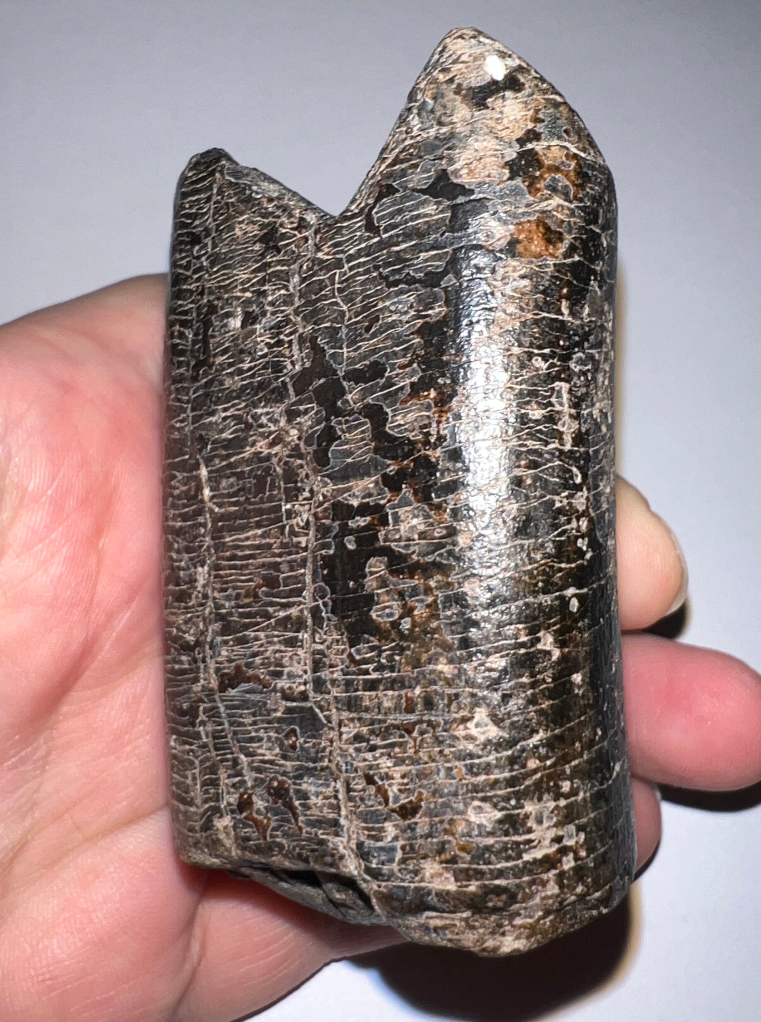 Slothzilla Authentic Giant Ground Sloth Eremotherium Tooth for sale 3.26 inches ...