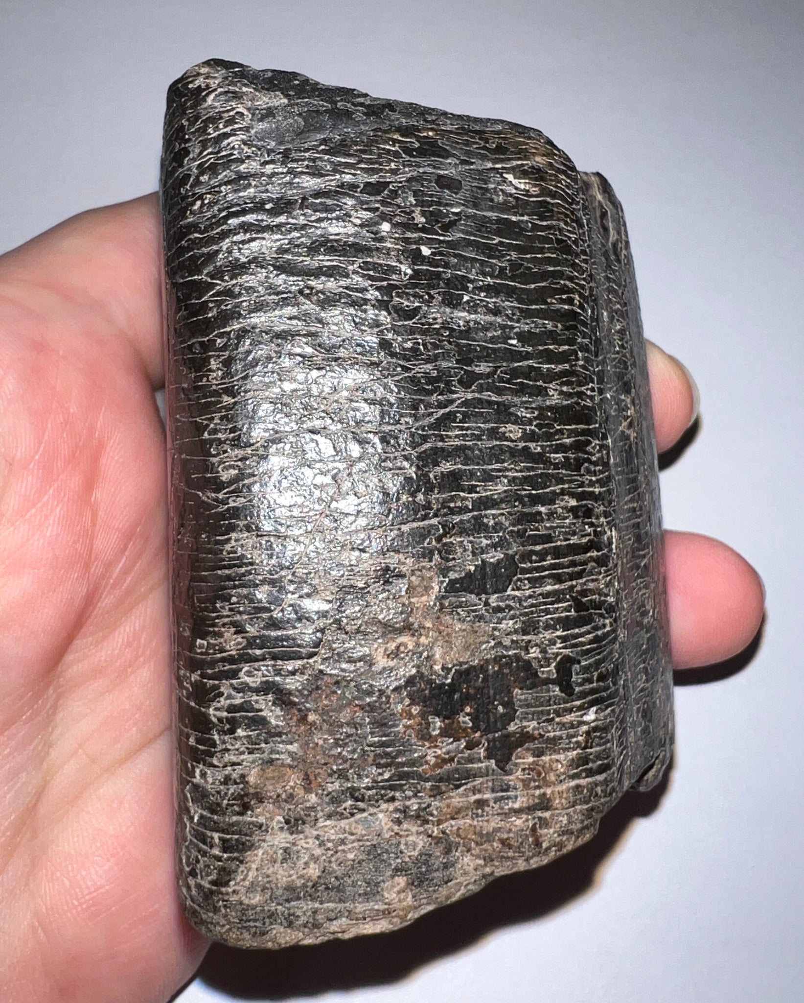 Slothzilla Authentic Giant Ground Sloth Eremotherium Tooth for sale 3.26 inches ...