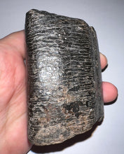 Load image into Gallery viewer, GEM Rare Huge Ice Age Fossil Giant Ground Sloth Eremotherium Tooth 3.26 Inches
