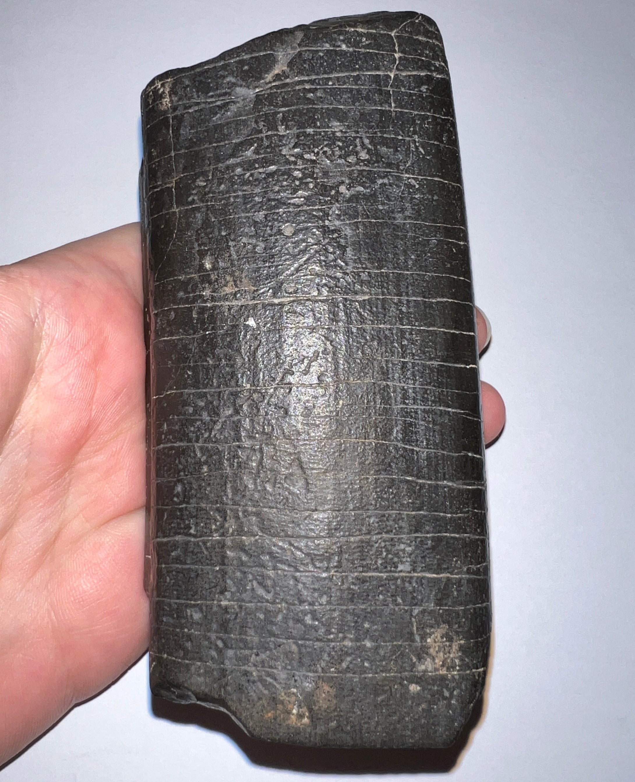 GEM Rare ENORMOUS Ice Age Fossil Giant Ground Sloth Eremotherium Tooth 4.73 Inches