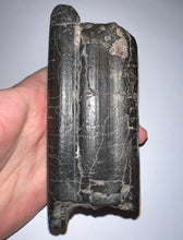 Load image into Gallery viewer, GEM Rare ENORMOUS Ice Age Fossil Giant Ground Sloth Eremotherium Tooth 4.73 Inches
